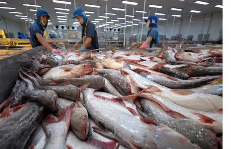 Nhiều nước tìm mua cá tra Việt Nam trong bối cảnh lạm phát, rủi ro an ninh cung ứng