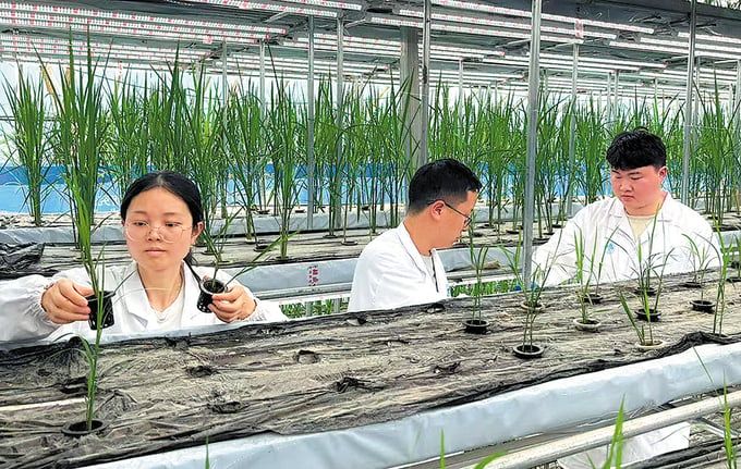 Trung Quốc thử nghiệm thành công trồng lúa trong 60 ngày
