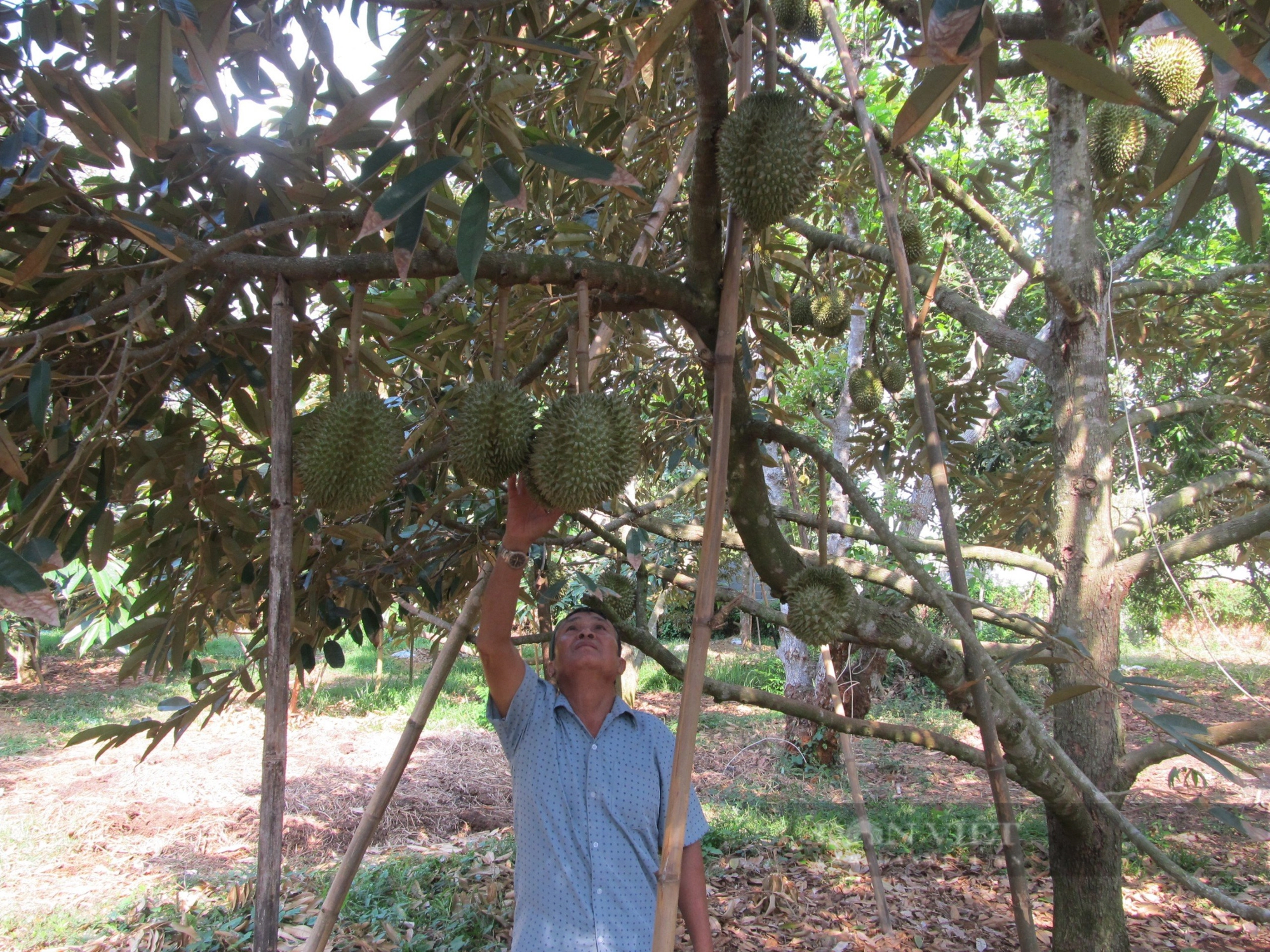 Đầu vụ sầu riêng, thương lái đến đặt cọc, dân một xã ở Bà Rịa–Vũng Tàu cứ nhìn cân mà thu tiền