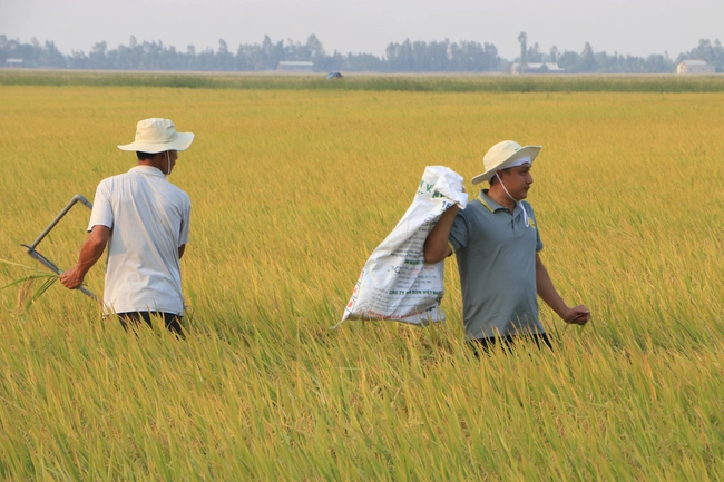 Việt Nam sẽ có sản phẩm lúa 