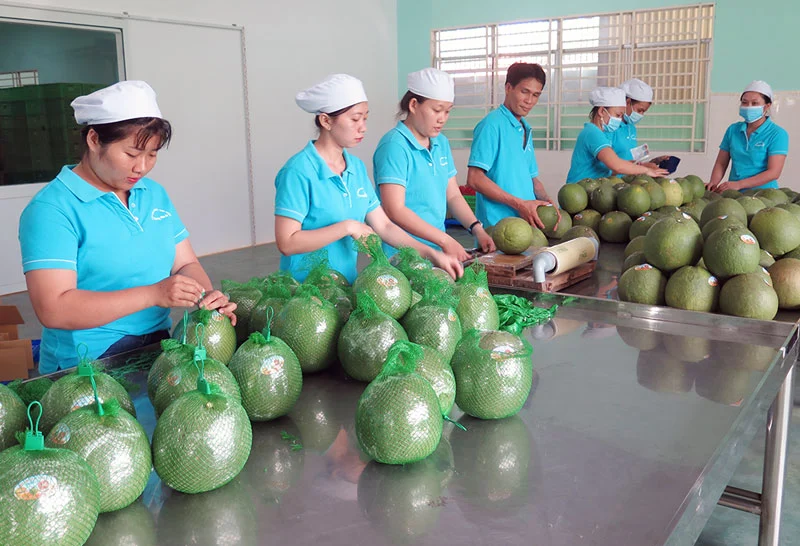 19 loài sinh vật gây hại phải đặc biệt lưu ý nếu Việt Nam muốn xuất khẩu trái bưởi tươi sang Australia