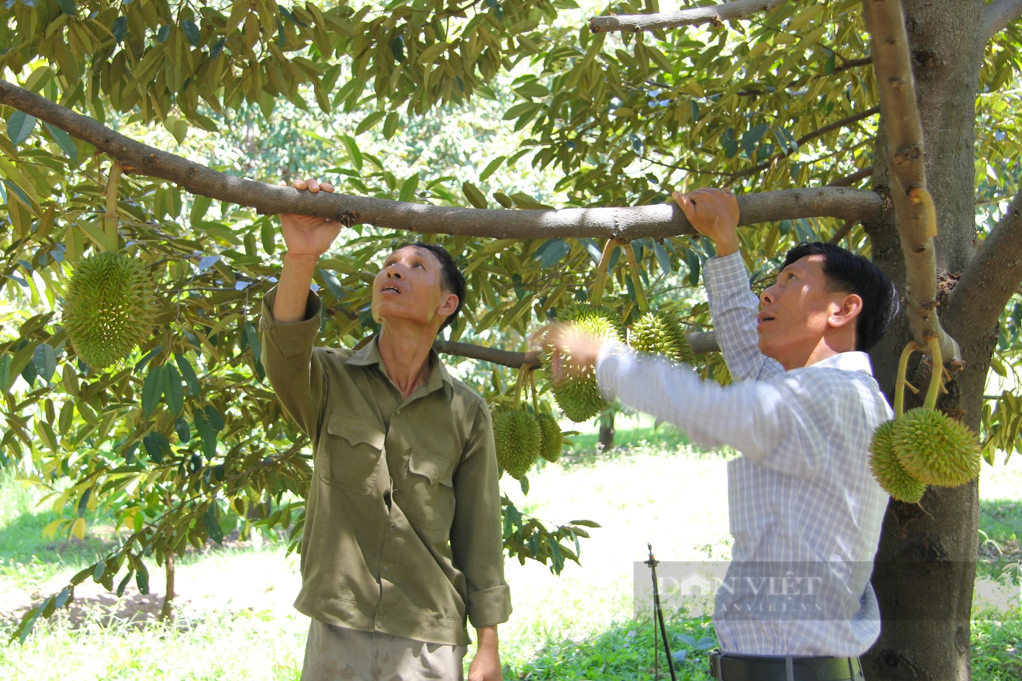 Thủy điện đóng van xả nước giữa nắng hạn, hàng trăm hecta sầu riêng ở Ninh Thuận có nguy cơ chết héo