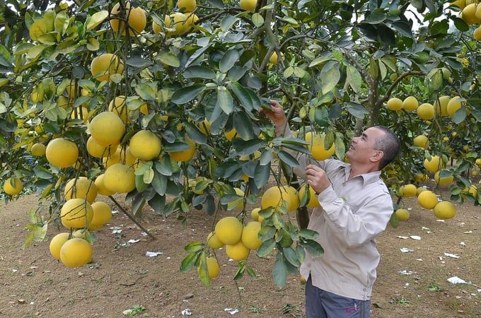 Hà Nội có 124 cơ sở được cấp mã số vùng trồng với 794 ha