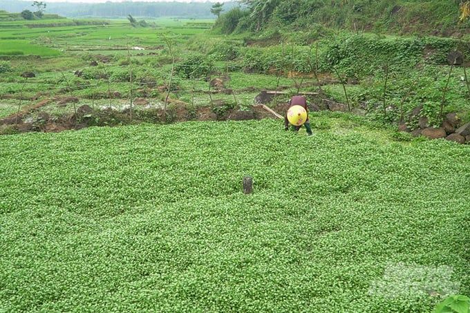 Hái ra tiền từ loài rau 'dị ứng' với phân bón