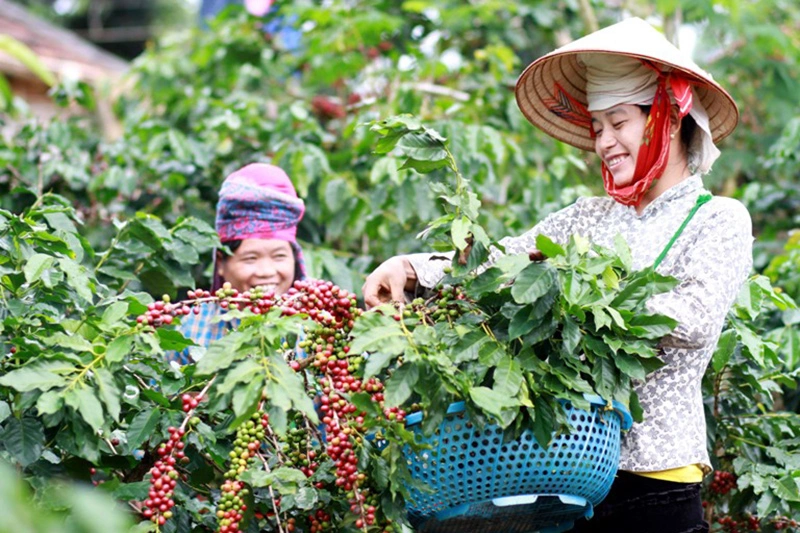 Trung Quốc, Mỹ chiếm 38% xuất khẩu nông lâm thủy sản Việt Nam, gạo, cà phê đều bán được giá cao