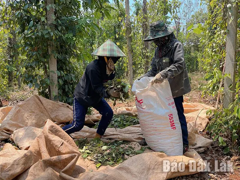 Tuốt một loại hạt trên cây dây leo, nông dân Đắk Lắk hễ nói bán là khối người mua