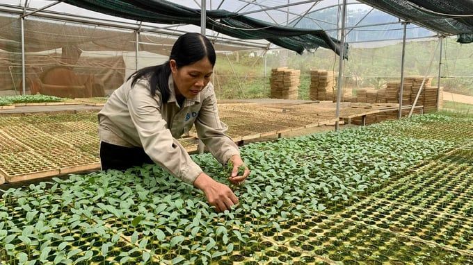 Nông dân xứ Lạng chưa mặn mà sản xuất rau hữu cơ
