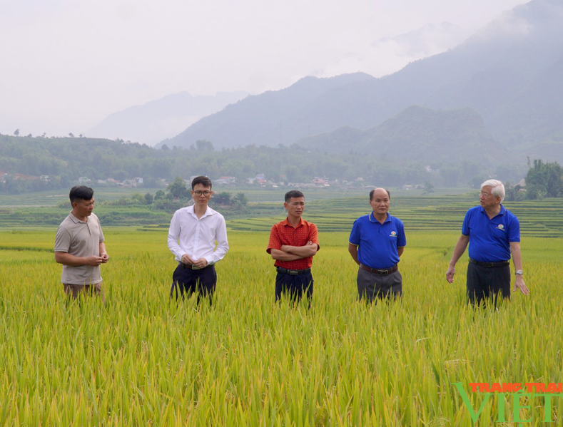 Lai Châu: Tổng kết mô hình lúa séng cù sản xuất theo quy trình hữu cơ