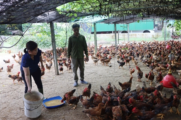 Cả làng ở Hà Tĩnh nuôi gà chạy trên cát, bán vài ngàn con hết veo, nhà nào nuôi nhà đó khá giả