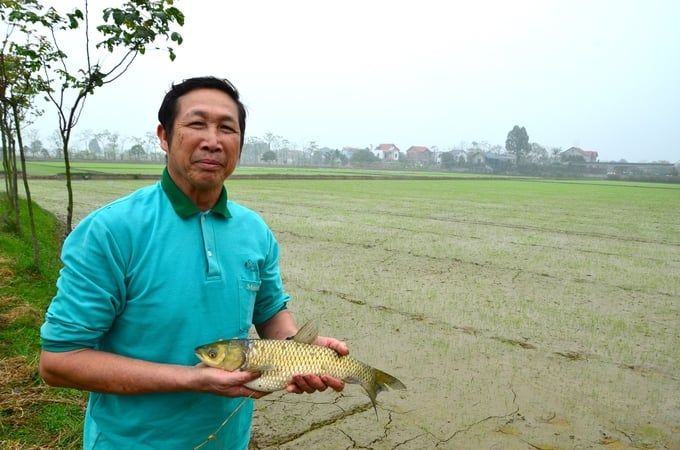 Mô hình cá - lúa: Lúa sạch, cá ngon nhưng vì sao khó mở rộng?