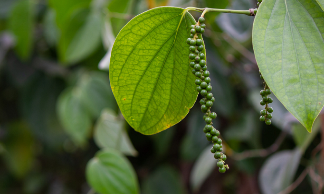 Giá tiêu cuối tuần chững, lượng hạt tiêu xuất khẩu không còn nhiều, dự trữ rất thấp