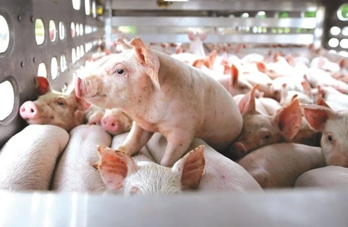Giá lợn hơi lên 65.000 đồng/kg, lãi 1 triệu đồng/con, công ty Dabaco, BaF có lợi nhuận lớn