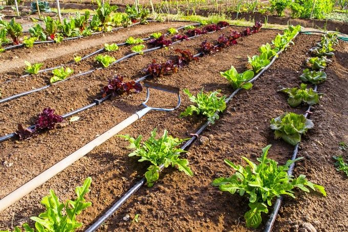 Học hỏi nông nghiệp tiết kiệm nước từ văn hóa của Israel