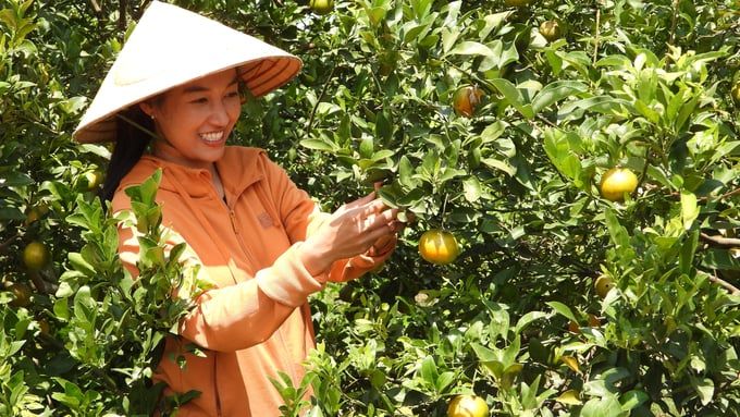 ‘Vương quốc cây có múi’ tìm lại thời vàng son C-Farm hái quả ngọt từ công nghệ tiên tiến