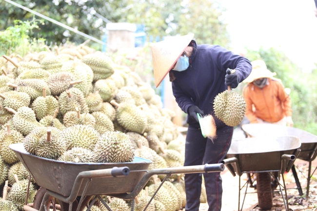 Cục trưởng Cục Bảo vệ thực vật thông tin về kết quả xác minh lô hàng sầu riêng phía Trung Quốc cảnh báo