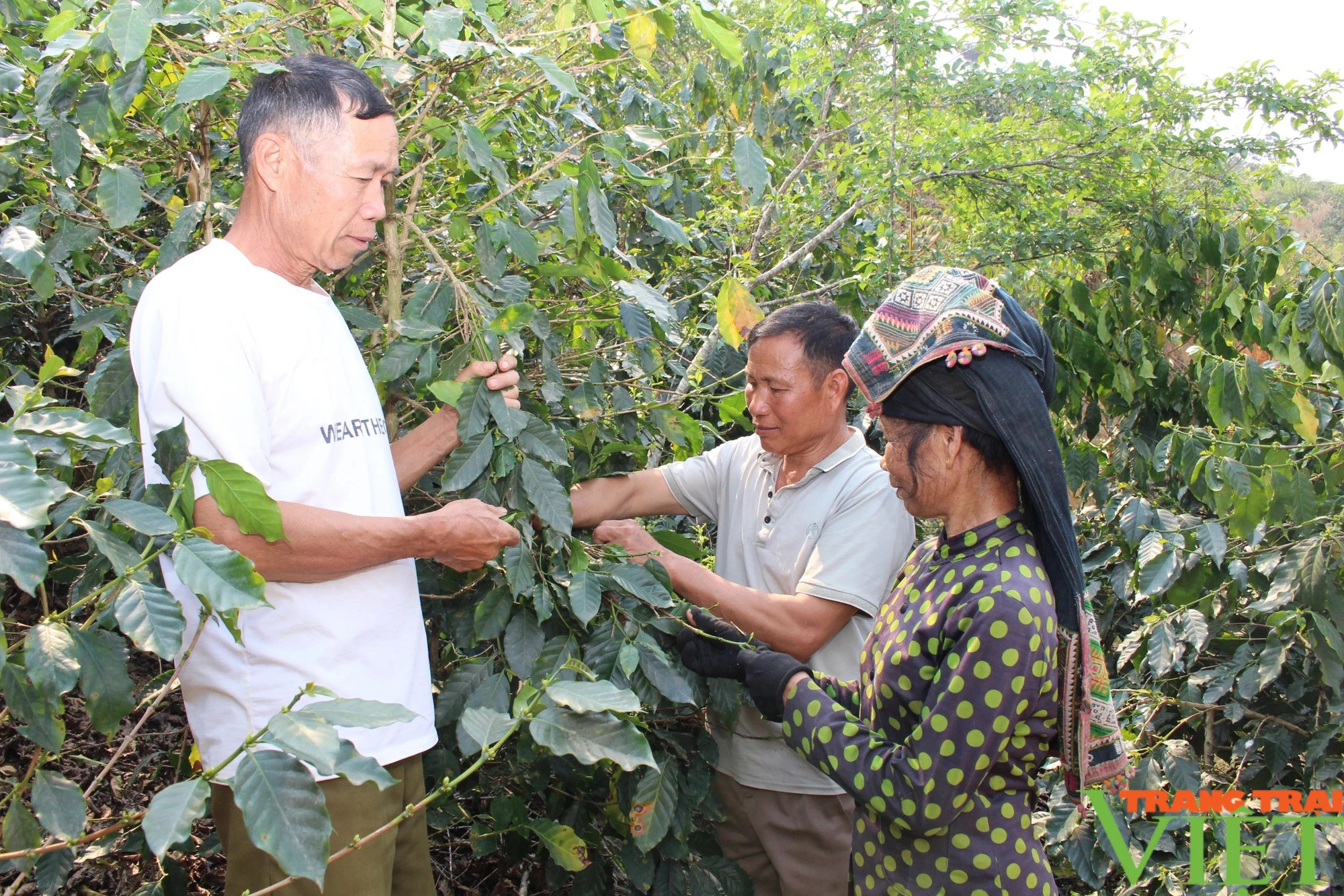 Nông dân Thuận Châu khai thác tiềm năng, lợi thế của địa phương để phát triển kinh tế