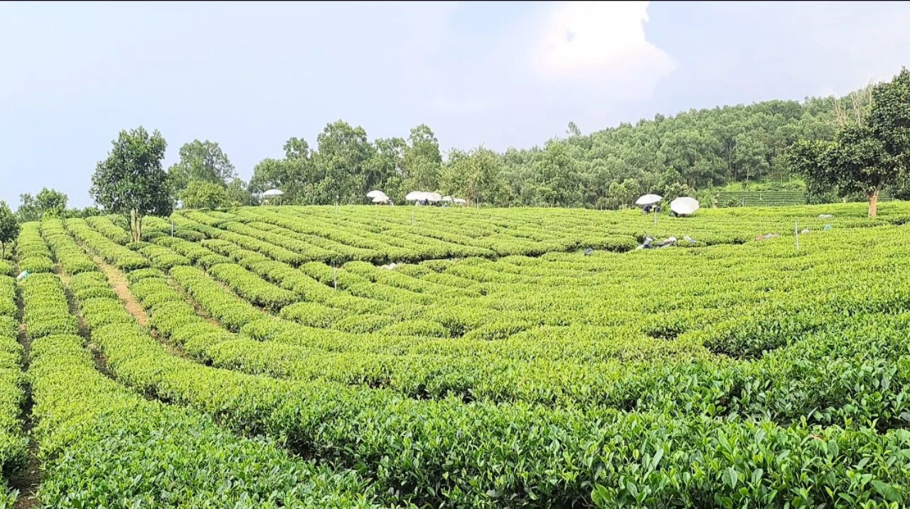 Hội thi “Bàn tay vàng hái chè nhanh” lần đầu tiên diễn ra tại huyện Đại Từ của Thái Nguyên