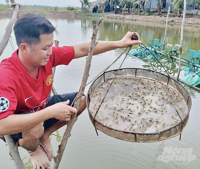 Trời giảm nhiệt, người nuôi tôm đồng loạt xuống giống