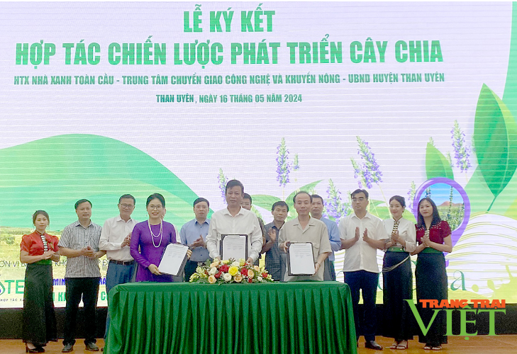 Lai Châu: Than Uyên ký kết hợp tác chiến lược phát triển cây Chia