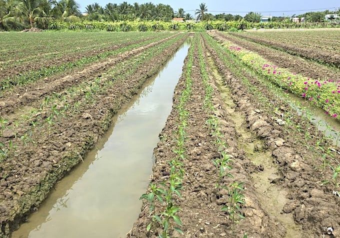 Có mưa, nông dân vùng hạn mặn Gò Công chuẩn bị xuống giống vụ hè thu