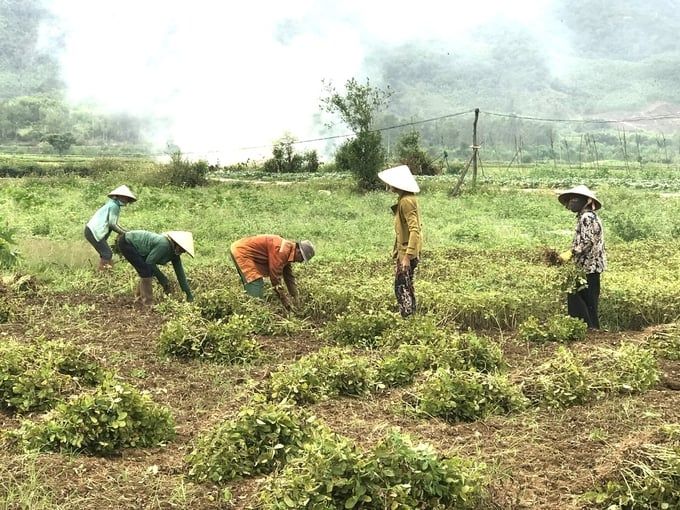 Chuyển đổi cơ cấu cây trồng, cơ hội đổi đời cho nông dân