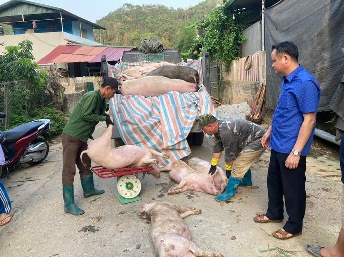 Dịch tả lợn Châu Phi lan rộng, tỉnh Bắc Kạn chỉ đạo khẩn