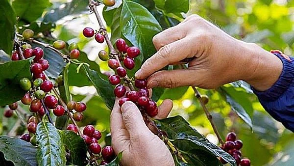Giá cà phê ngày 28/5: Tại sao nói, cà phê vẫn còn 