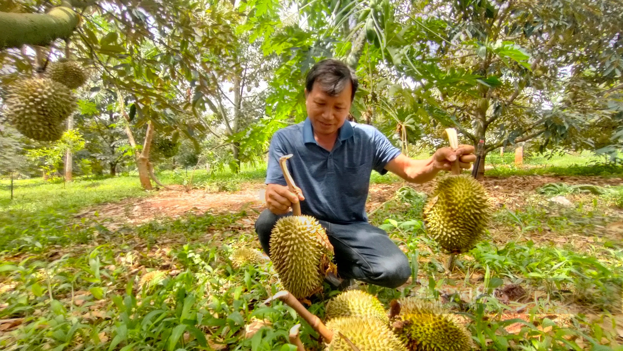 Một trận giông lốc quét qua, nhiều vườn sầu riêng ở Gia Lai gãy cành, rụng trái la liệt