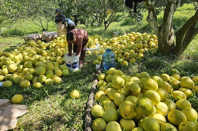 Những vườn bưởi tiền tỷ nằm ở vùng đất gò đồi