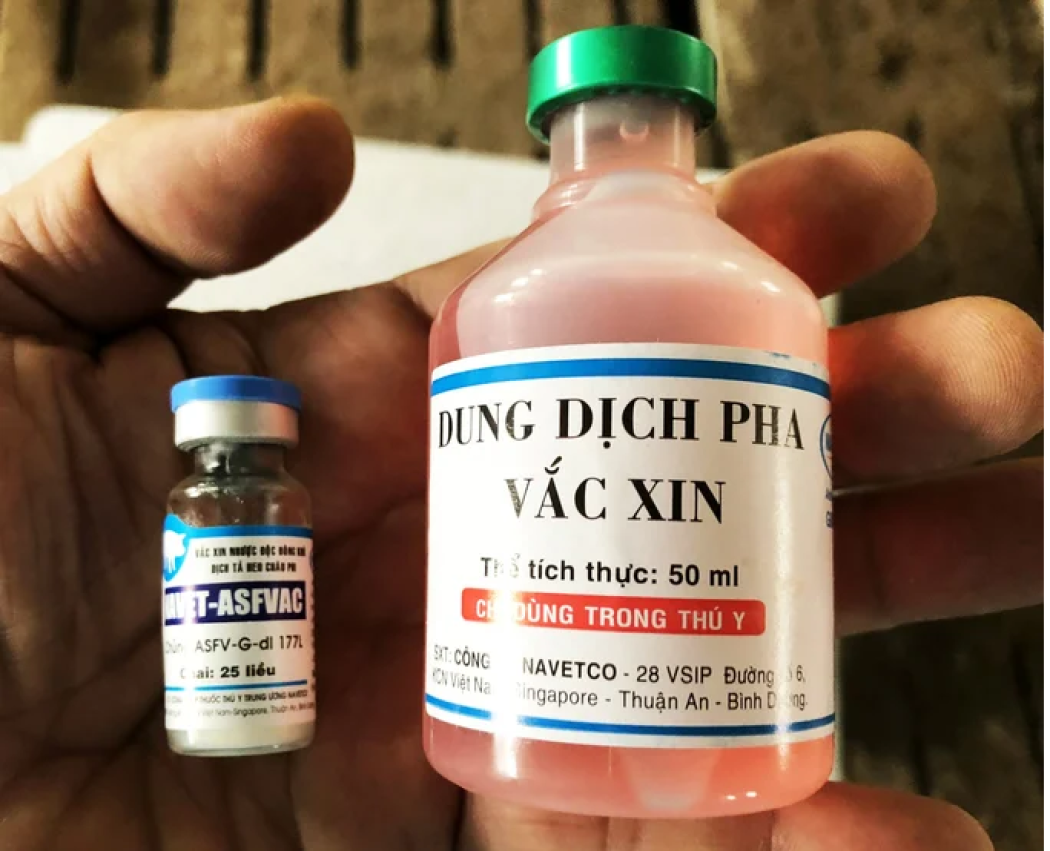 Người nuôi lợn chưa mặn mà với vaccine dịch tả lợn châu Phi: Cần có chính sách hỗ trợ rủi ro sau tiêm phòng