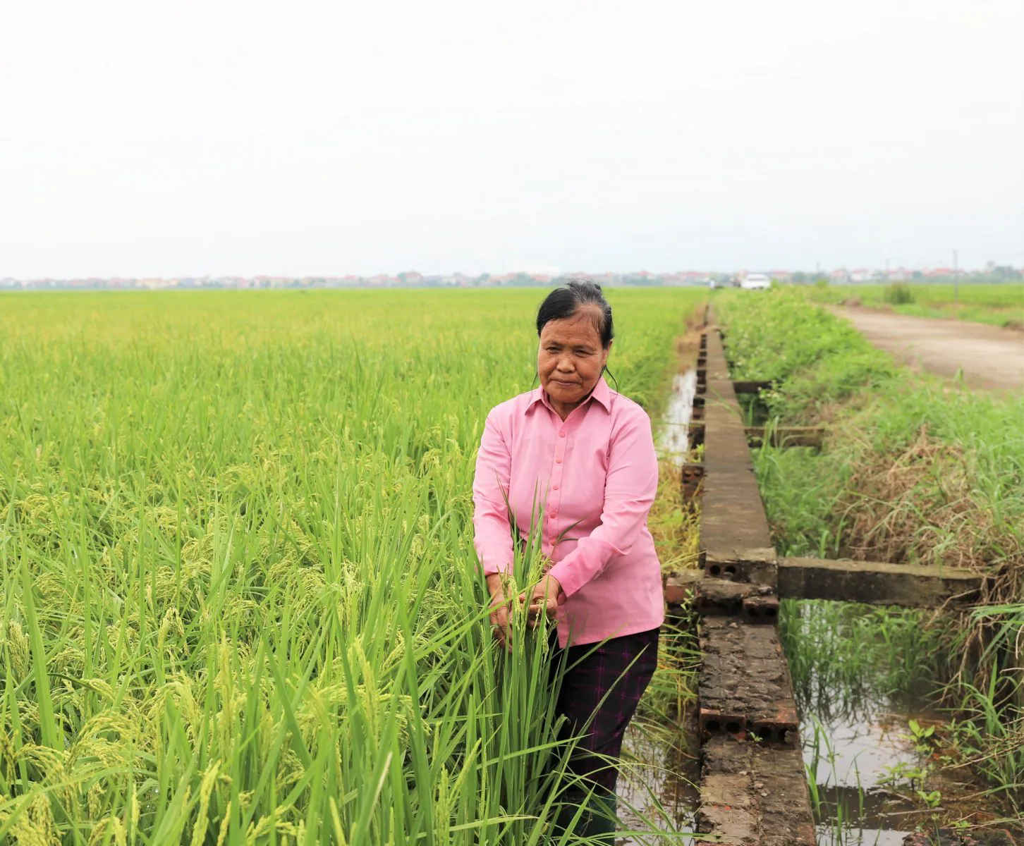 Dùng phân bón NPK-S Lâm Thao, bà con không lo lúa đổ rạp trong mùa mưa, năng suất tăng 1 tạ/sào