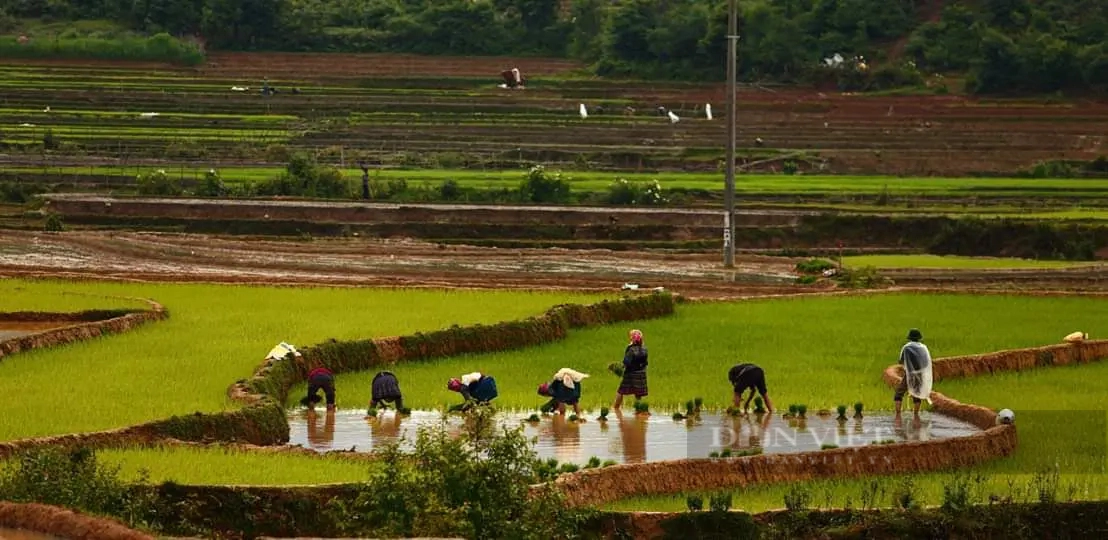 Nông dân đi cấy trên những cánh đồng đẹp như tranh vẽ ở Mù Cang Chải khi mùa nước đổ