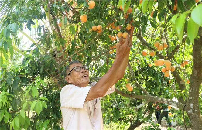 Lão nông bỏ túi hàng trăm triệu nhờ trồng thứ quả “lạ” có vị ngọt ngào