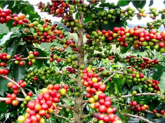 Giá cà phê ngày 6/6: Nguồn cung Robusta tại Việt Nam khan hiếm, giá cà phê vẫn đi lên mạnh