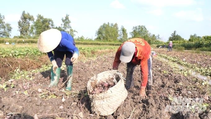 Khoai lang vượt mốc 1,8 triệu đồng/tạ, nông dân lãi đậm