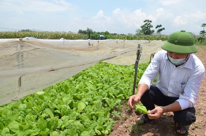 Lượng sử dụng thuốc thảo mộc, sinh học theo IPM tăng trưởng mạnh