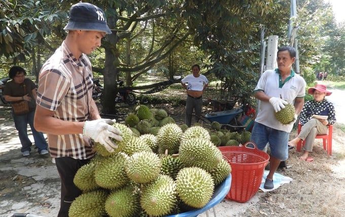 Nghề gõ và ngửi sầu riêng lên ngôi