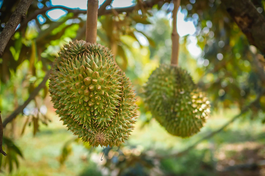 Giá sầu riêng ngày 11/6: Đây là 2 vùng trồng sầu riêng trọng điểm đang có giá tốt nhất hiện nay