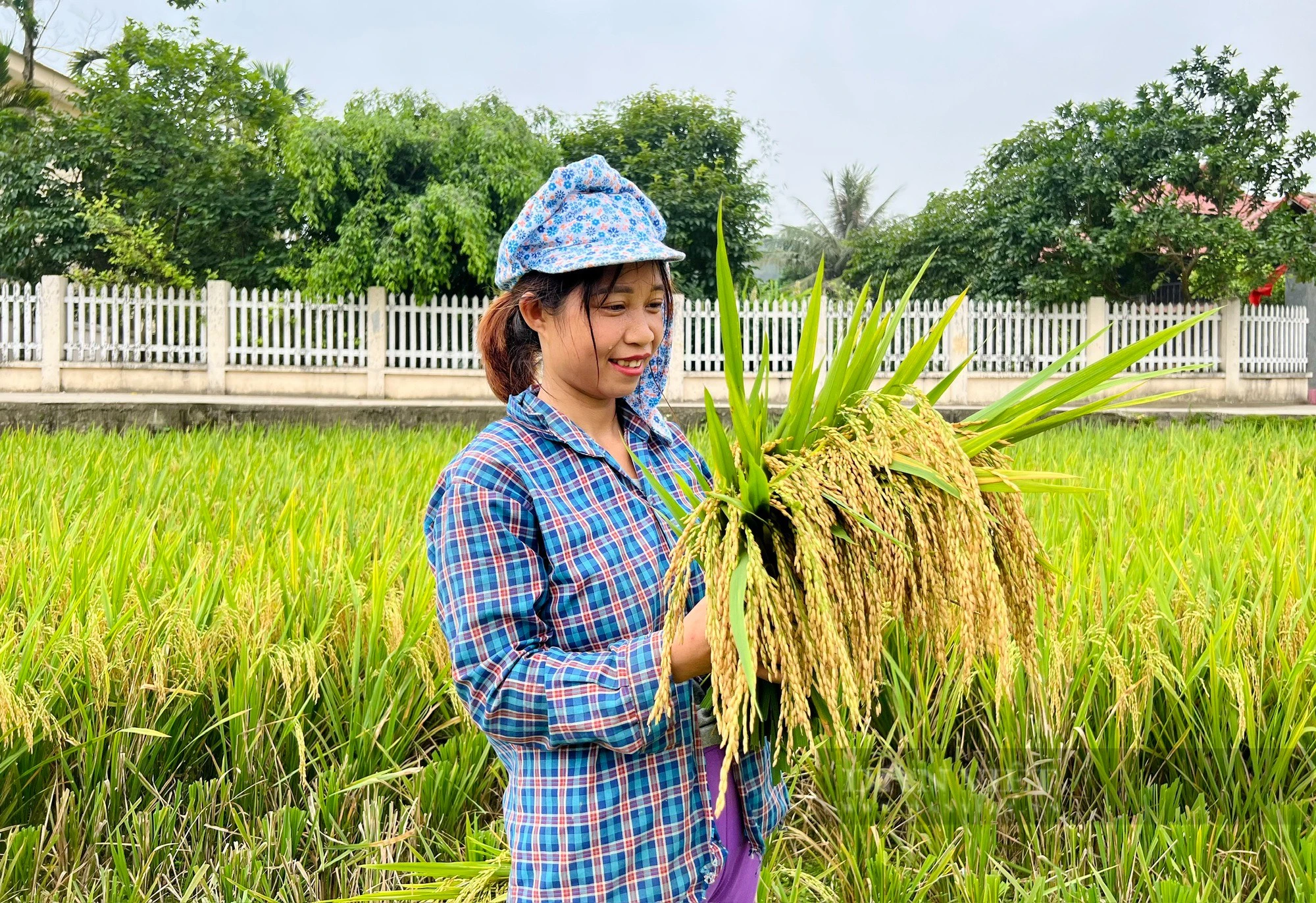 Được mùa lúa xuân, nông dân đất Tổ phấn khởi, đi gặt mà cười tươi như hoa