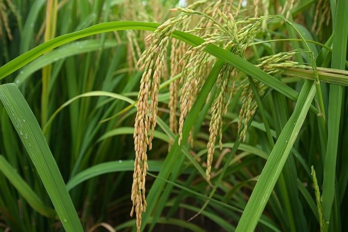 Viện Khoa học Nông nghiệp Việt Nam đã chuyển giao hầu hết các giống lúa chất lượng 