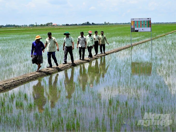 Trồng lúa chất lượng cao, giảm phát thải gắn với quy trình hữu cơ