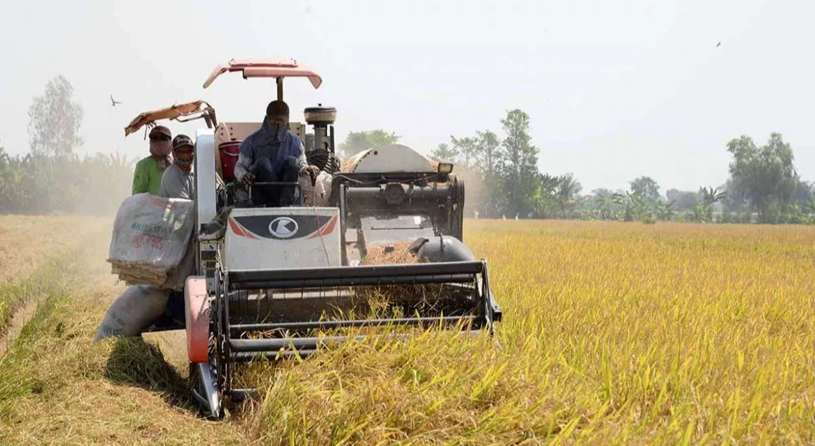 Giá gạo xuất khẩu tiếp tục hạ nhiệt, nhiều doanh nghiệp lo thua lỗ nặng