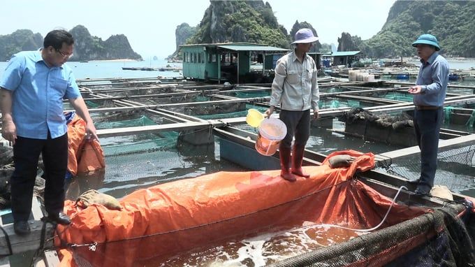 Giống đóng vai trò quan trọng trong phòng, chống dịch bệnh thủy sản