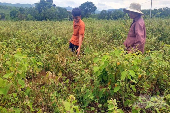 Thu mua cây an xoa, sau 1 năm vẫn chưa trả hết tiền cho dân