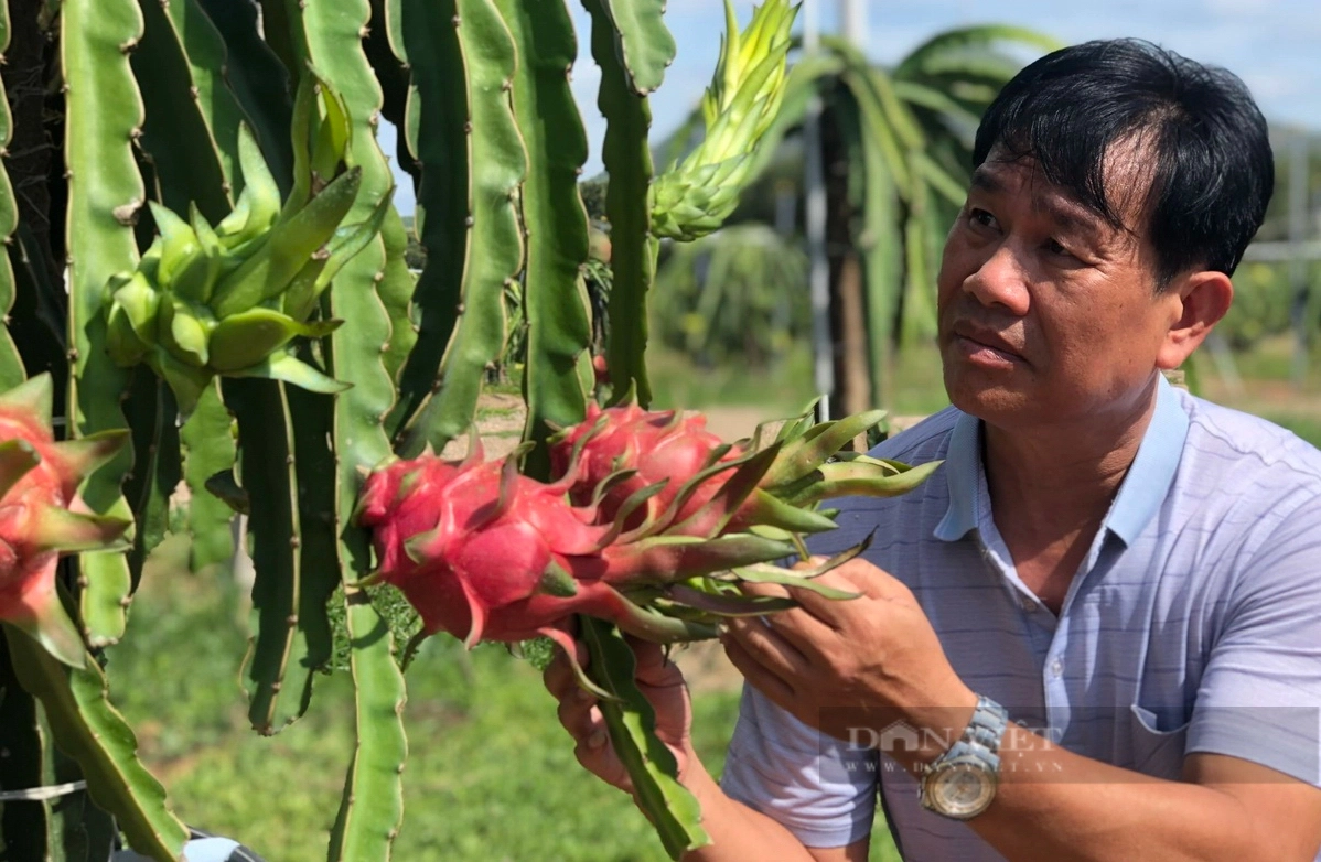 Bình Thuận mang trái thanh long, nông sản OCOP sang Lào quảng bá, giới thiệu với du khách quốc tế