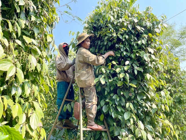 Giá tiêu tăng cao, người trồng hưởng “vị ngọt”