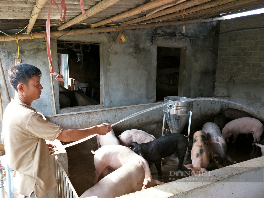 Giá lợn tăng cao, người nuôi không còn hàng để bán, liệu có thiếu nguồn cung dịp cuối năm?