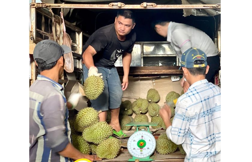 Giá sầu riêng ở Gia Lai tăng cao, nông dân chia sẻ kinh nghiệm ký hợp đồng để đảm bảo lợi ích của mình