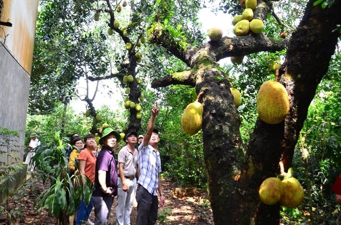 Hà Nội lần đầu tổ chức hội thi các giống mít đặc sản