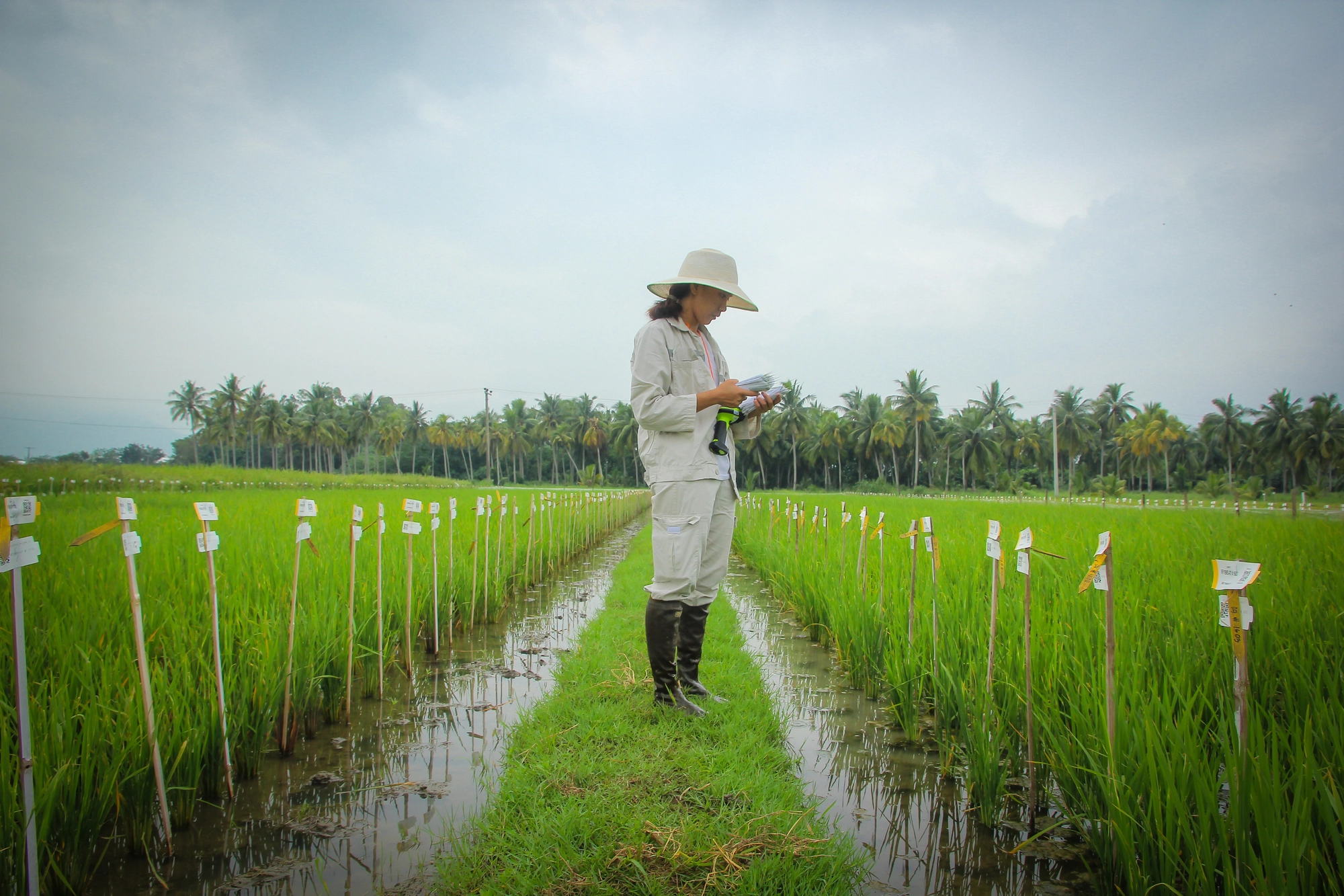 IRRI và Vinaseed hợp tác phát triển giống lúa năng suất cao, chất lượng tốt, thích ứng với biến đổi khí hậu